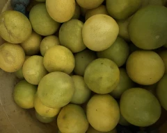 B Grade Quality Lemon for sale in Patiala