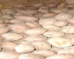 Lal Rajendra 1 Potato for sale in Begusarai