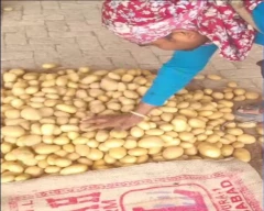 Jyoti Potato for sale in Pilibhit