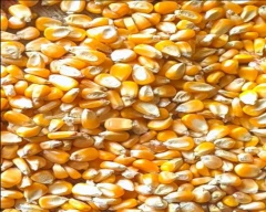 A Grade Quality Maize for sale in Chennai