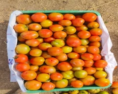 A Grade Quality Tomato for sale in Shivpuri