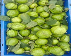 Taiwan Pink Guava for sale in Medchal
