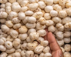5 Suta Makhana for sale in Saharsa