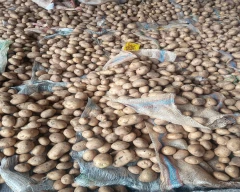 Jyoti Potato for sale in Dhar