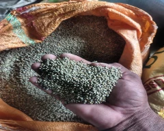 Normal Millet for sale in Kasganj