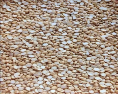 Normal Chana Dal for sale in South West Delhi