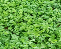 Normal Coriander for sale in Betul