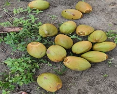 Normal Tender Coconut for sale in Cuddalore