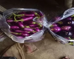 Bharta Brinjal for sale in Purnia