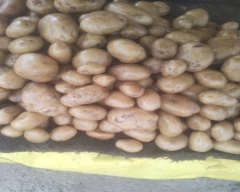 Pukhraj Potato for sale in Fatehpur