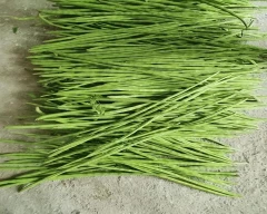 A Grade Quality Drumstick for sale in Balasore