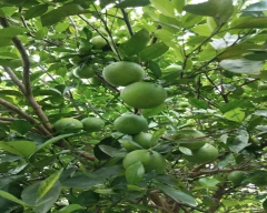 Normal Mosambi for sale in Wardha
