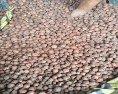 Rashi Arecanut for sale in Tumakuru