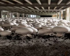 Button Mushroom for sale in Kanpur Dehat
