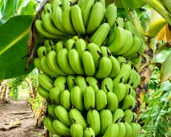 G-9 Banana for sale in Bharuch