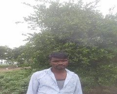 Normal Lemon for sale in Ujjain