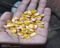 A Grade Quality Maize for sale in Bhagalpur