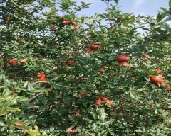 B Grade Quality Pomegranate for sale in Morbi