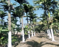 Kasaragod Swarna Arecanut for sale in Haveri