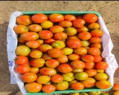 A Grade Quality Tomato for sale in Annamayya