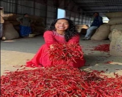 Byadgi Dry Chilli for sale in South West Delhi