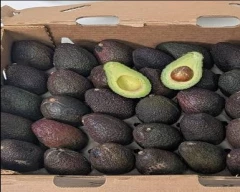 Hass Avocado for sale in South West Delhi