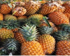 A Grade Quality Pineapple for sale in South West Delhi