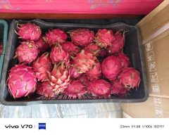 Red Dragon Fruit for sale in Dindori