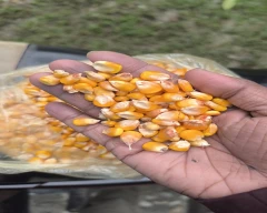 A Grade Quality Maize for sale in Cooch Behar