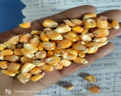 A Grade Quality Maize for sale in Bahraich