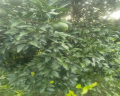 Normal Kinnow for sale in Sri Ganganagar