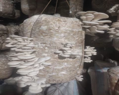 Oyster Mushroom for sale in Jalgaon
