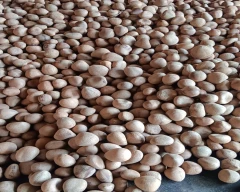 A Grade Quality Copra for sale in Tumakuru