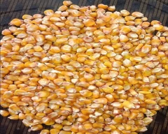 B Grade Quality Maize for sale in Katihar