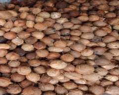 Large Coconut for sale in Kozhikode