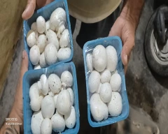 Button Mushroom for sale in Kangra
