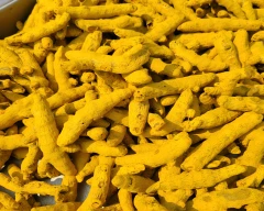 Dry Finger Turmeric for sale in Guntur
