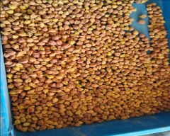 Normal Chana for sale in Gautam Buddha Nagar