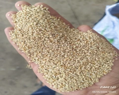 White Sesame for sale in Junagadh