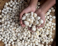 Normal Makhana for sale in South West Delhi