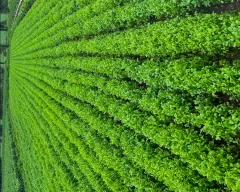 Normal Coriander for sale in Dhar