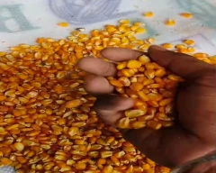 A Grade Quality Maize for sale in Coimbatore