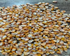 Hybrid Maize for sale in Kanpur Nagar