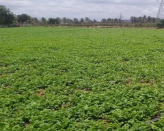 Seed Whole Coriander for sale in Bengaluru Urban
