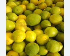 A Grade Quality Lemon for sale in Bhavnagar