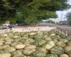 Normal Custard Apple for sale in Kanpur Dehat
