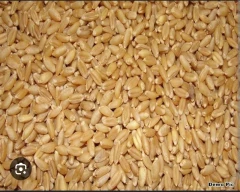 Normal Wheat for sale in Barabanki
