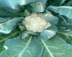 Hybrid Cauliflower for sale in Pune