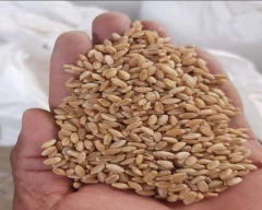 B Grade Quality Wheat for sale in Indore
