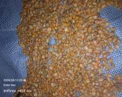 Corn Maize for sale in Etah